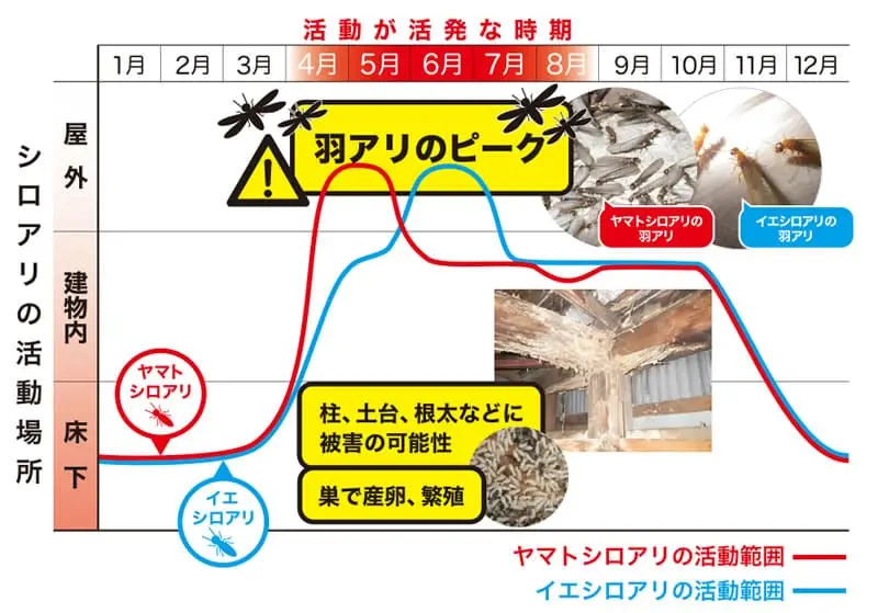 ヤマトシロアリとイエシロアリの活動時期・活動場所の比較図