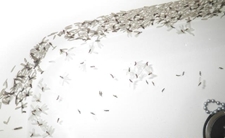 室内で発生したシロアリの羽アリ