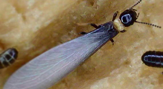 ヤマトシロアリの羽アリ