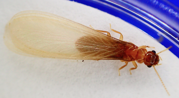 イエシロアリの羽アリ