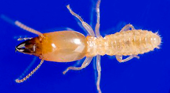 ヤマトシロアリの兵蟻