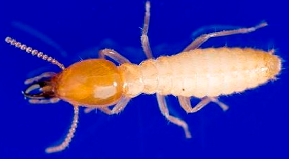 イエシロアリの兵蟻