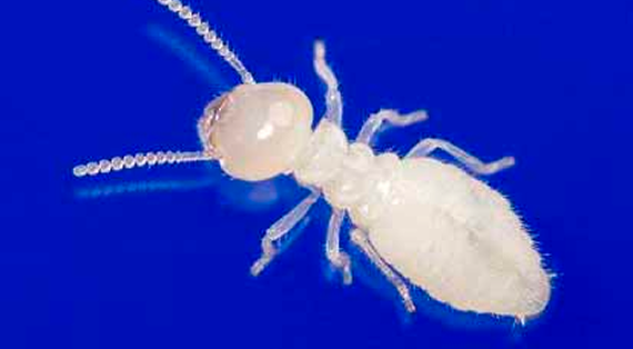 ヤマトシロアリの職蟻