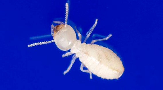 イエシロアリの職蟻