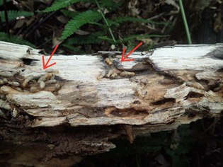 オオシロアリの生息している木