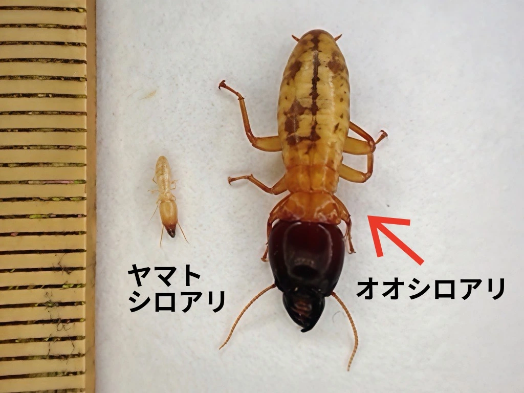 ヤマトシロアリとオオシロアリの比較