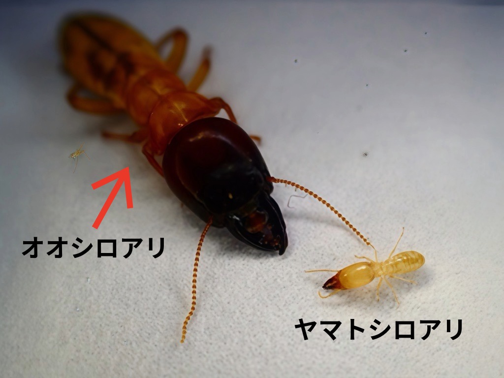 ヤマトシロアリとオオシロアリの比較