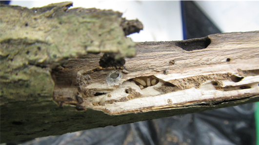 ナカジマシロアリが生息している木