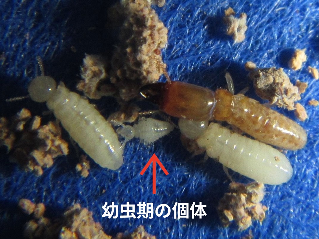 ナカジマシロアリの幼虫期の個体
