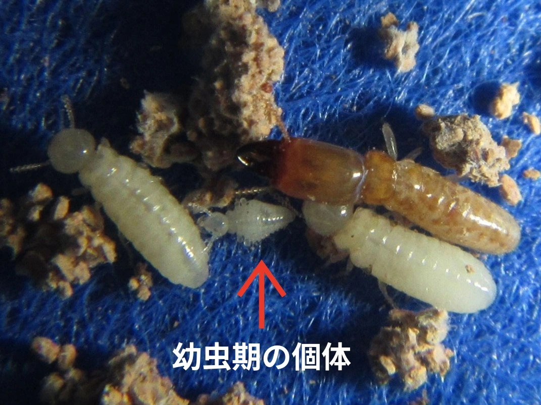 ナカジマシロアリの幼虫期の個体
