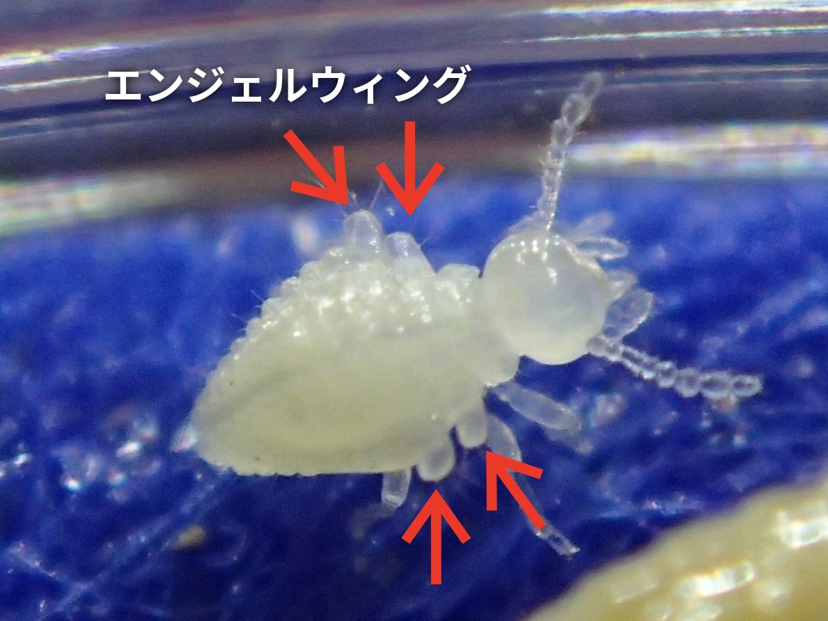 ナカジマシロアリのエンジェルウィング