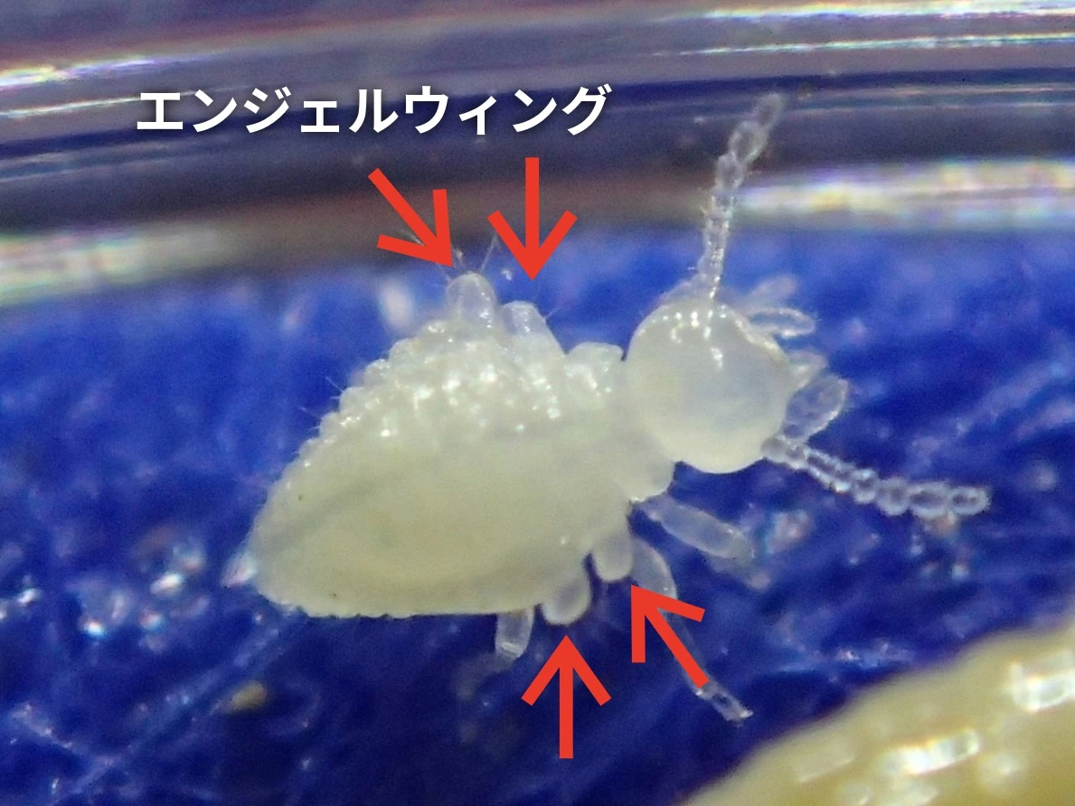 ナカジマシロアリのエンジェルウィング