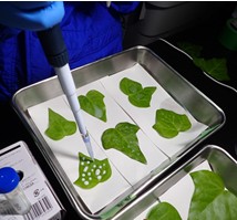 実験用の植物の葉