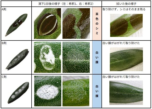 薬剤を付着させた葉の変化