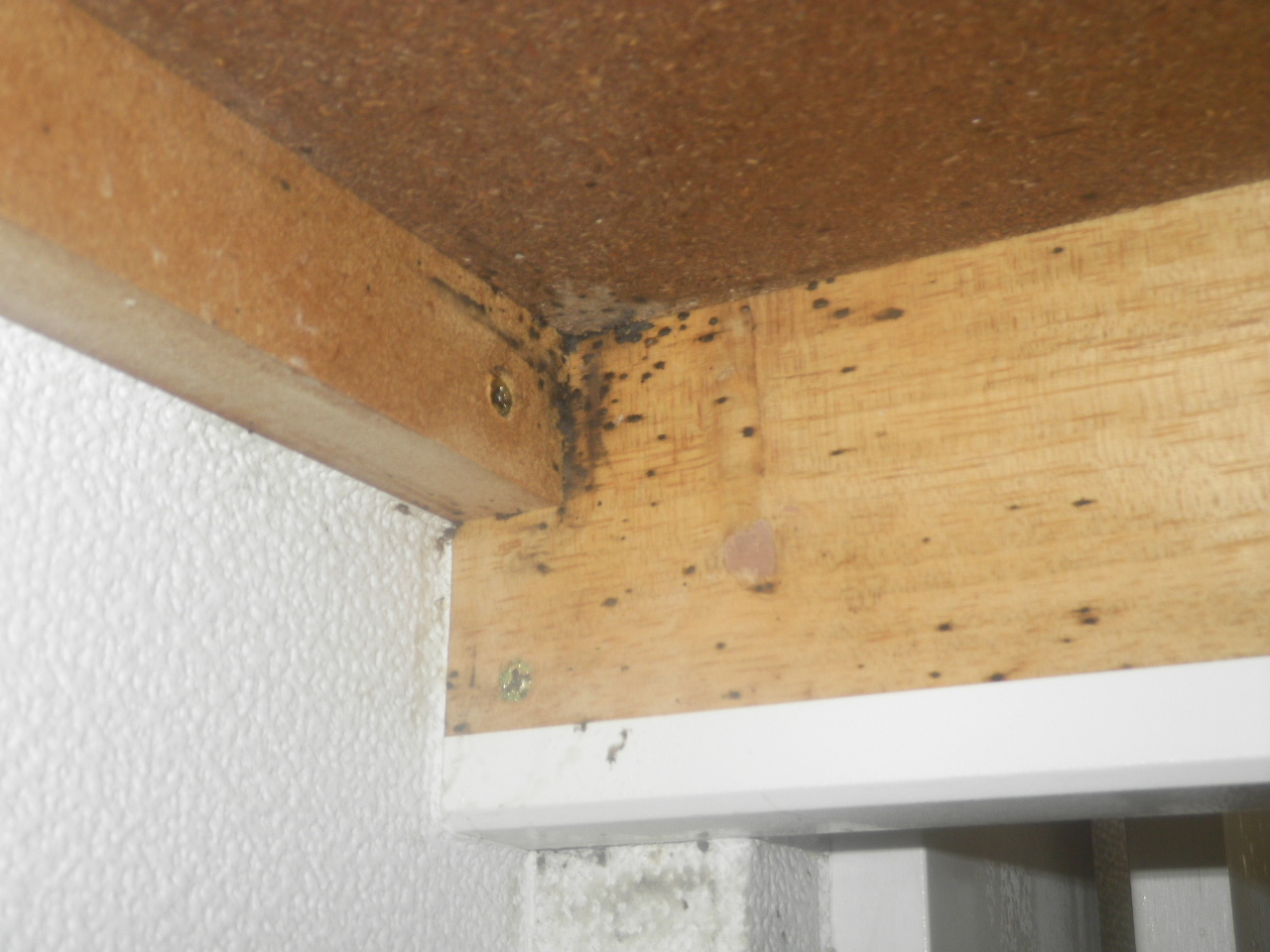 トコジラミのふん