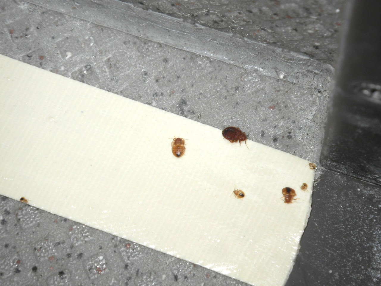 捕獲されたトコジラミ