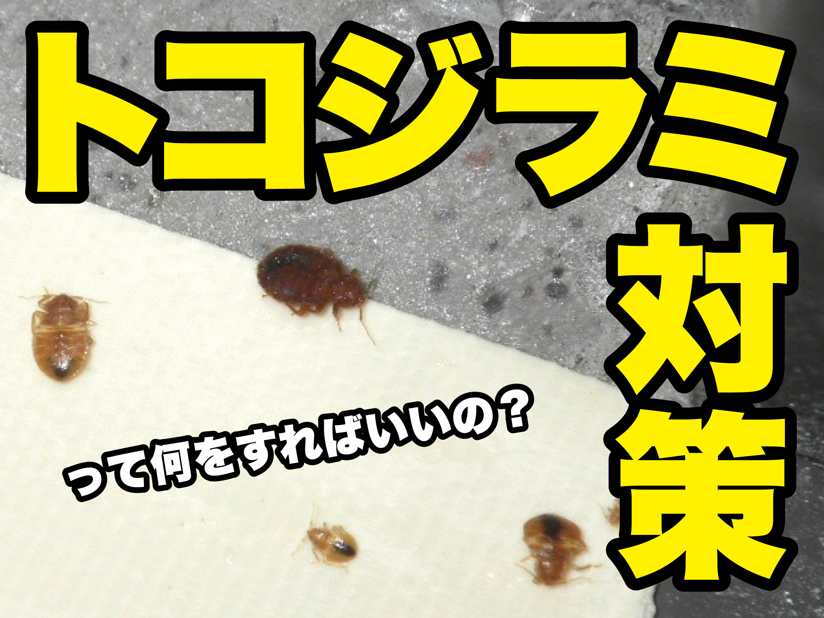 トコジラミ対策って何をすればいいの？