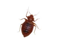 トコジラミの成虫