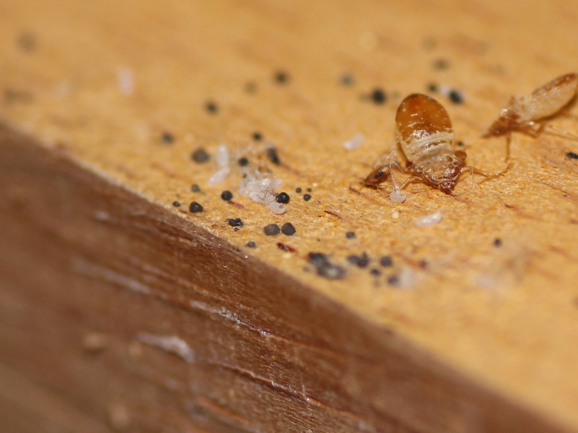 トコジラミのふん