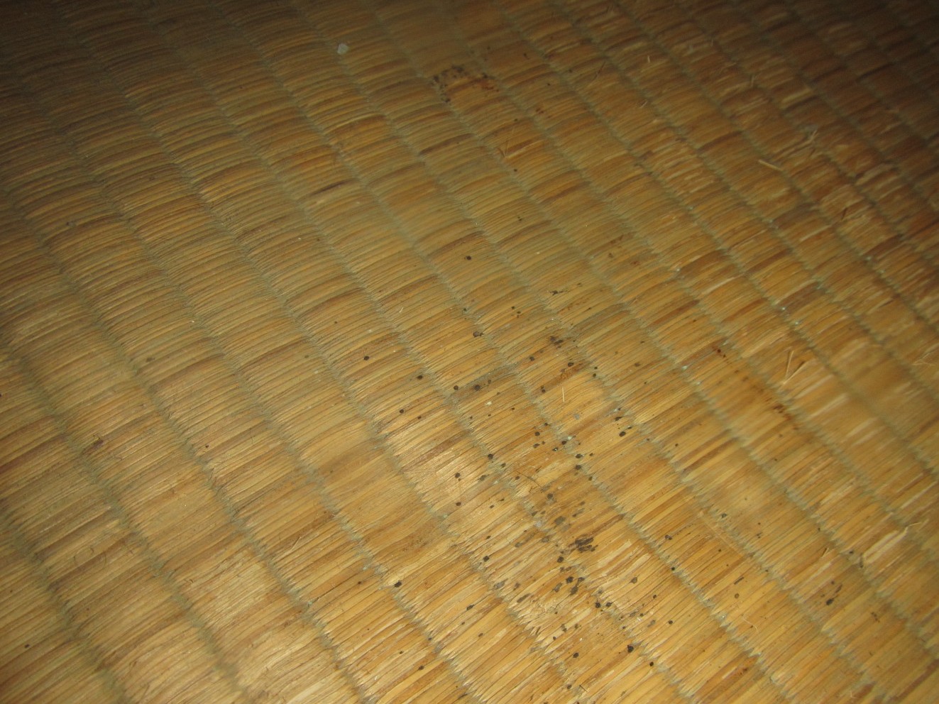 トコジラミのふん