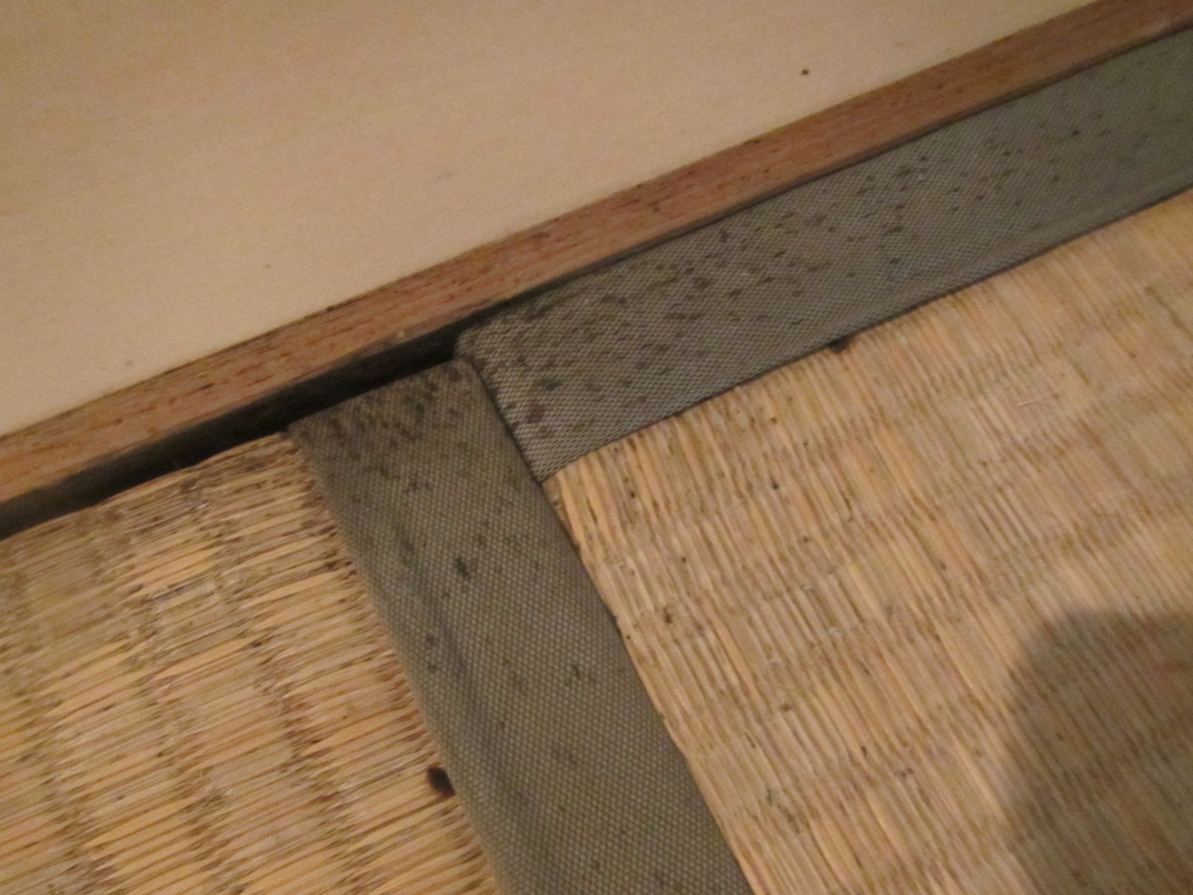 トコジラミのふん