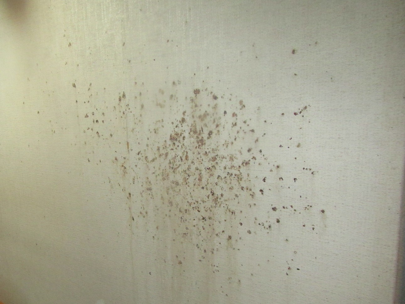 トコジラミのふん