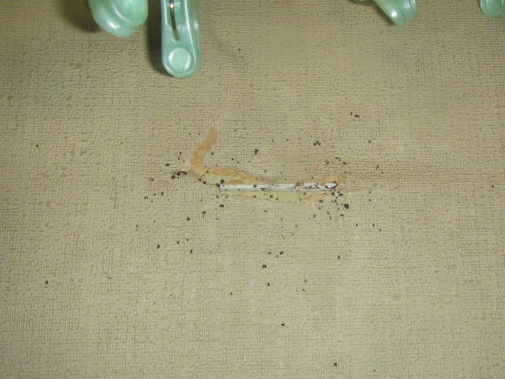 トコジラミのふん