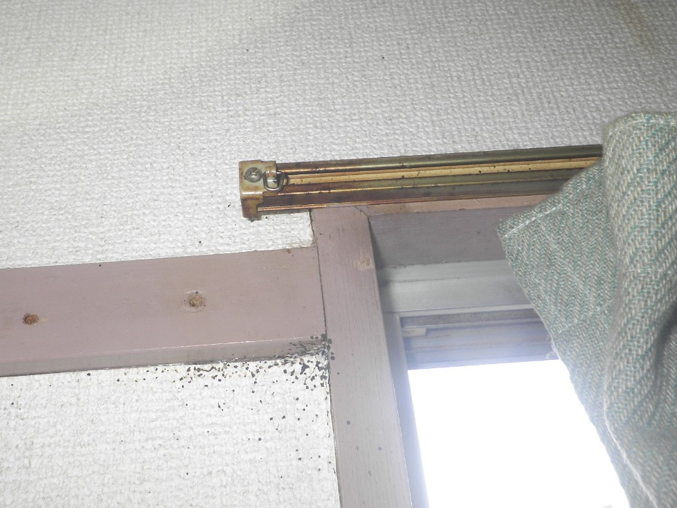 トコジラミのふん