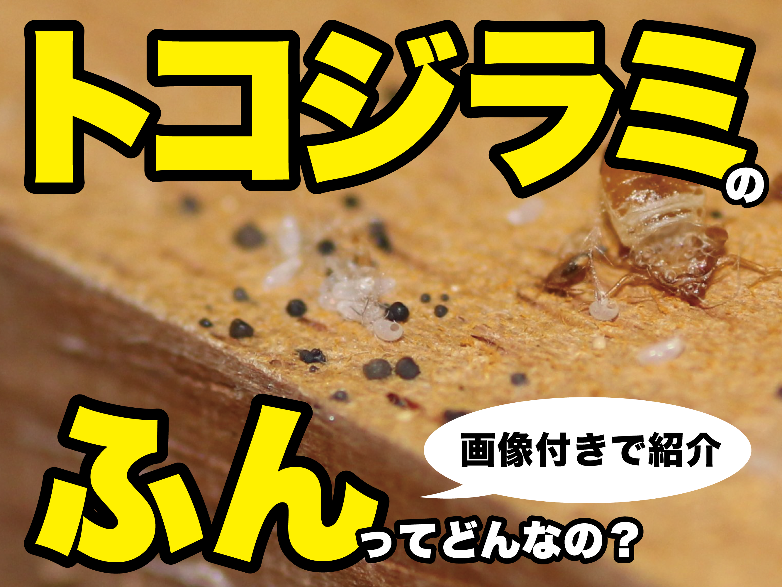 トコジラミのふんってどんなの？画像付きで紹介