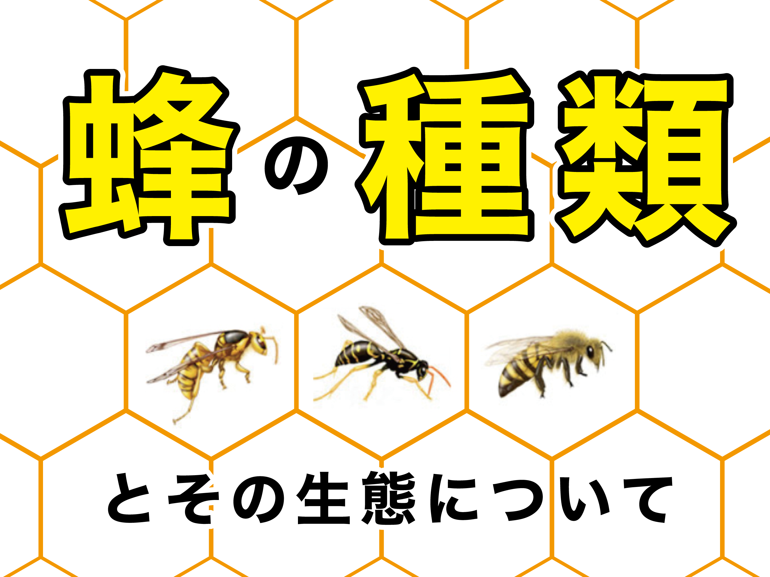 蜂の種類とその生態について