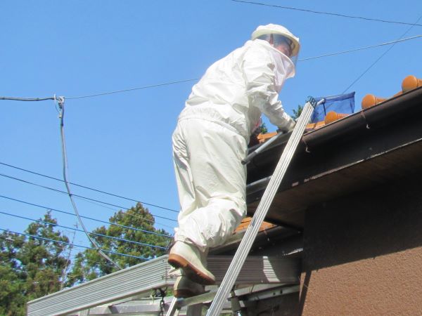 蜂駆除の高所作業