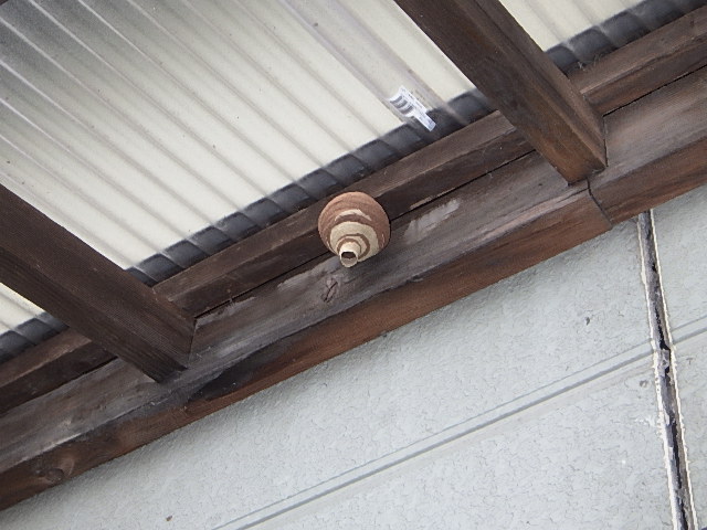 小さい蜂の巣