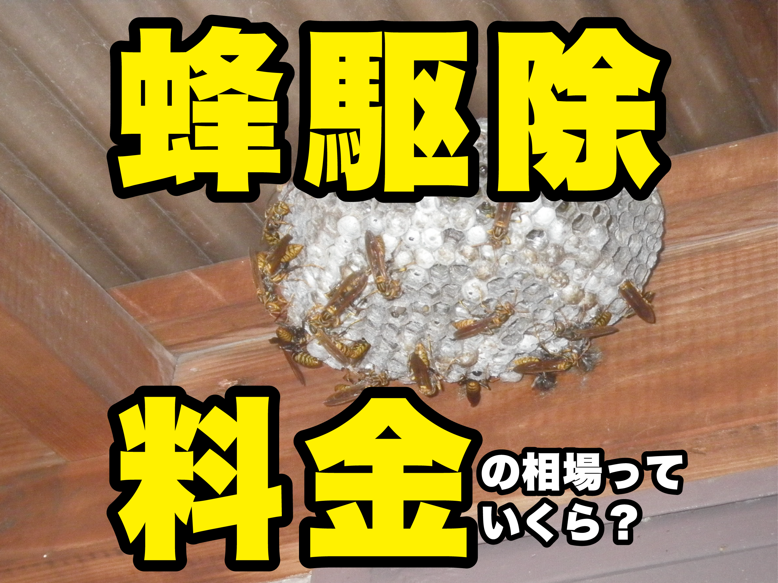 蜂駆除料金の相場っていくら?