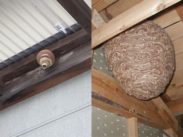蜂の巣の大きさ