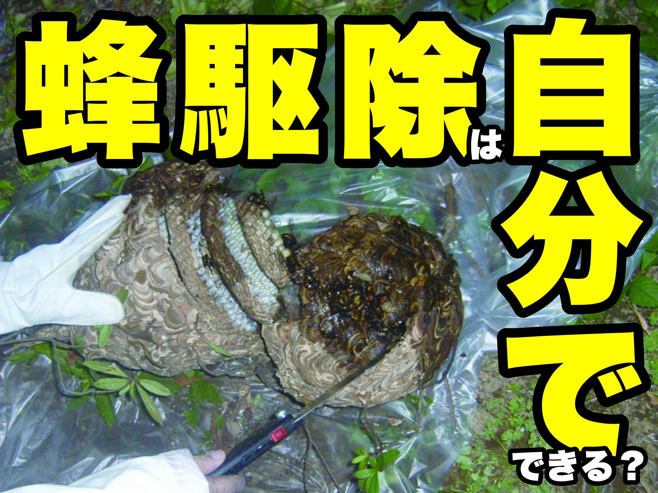 蜂駆除料金の相場っていくら?