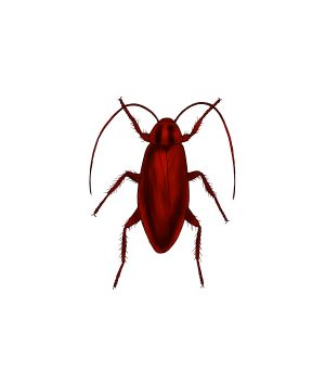 チャバネゴキブリ