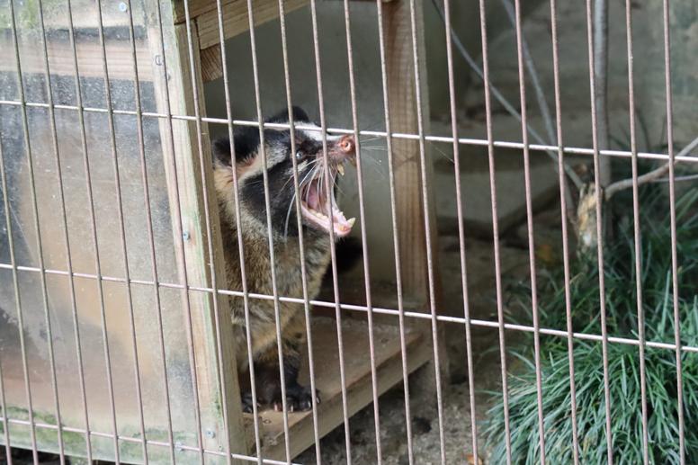 ハクビシン駆除の方法