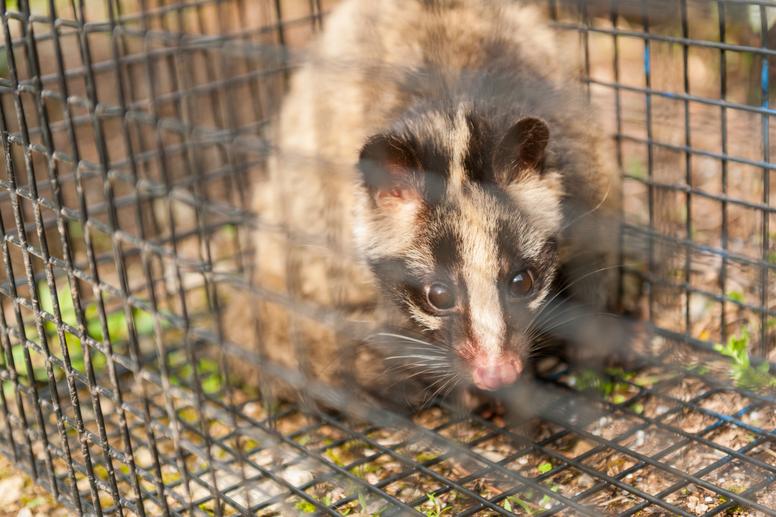 ハクビシンを自力で捕獲する方法