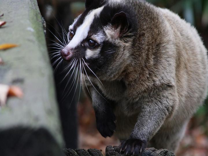 ハクビシンの捕獲には許可が必要？自力で捕獲する注意点とプロに依頼するのがおすすめな理由とは