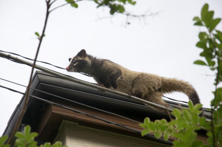 ハクビシンが屋根裏にいるサイン