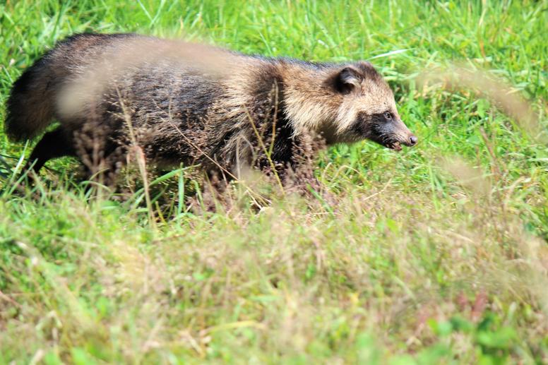 ほかの動物の足跡との見分け方