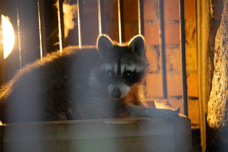 アライグマ駆除の注意点