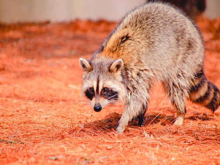 アライグマ駆除の方法は？注意点やプロに依頼する場合の費用相場を解説