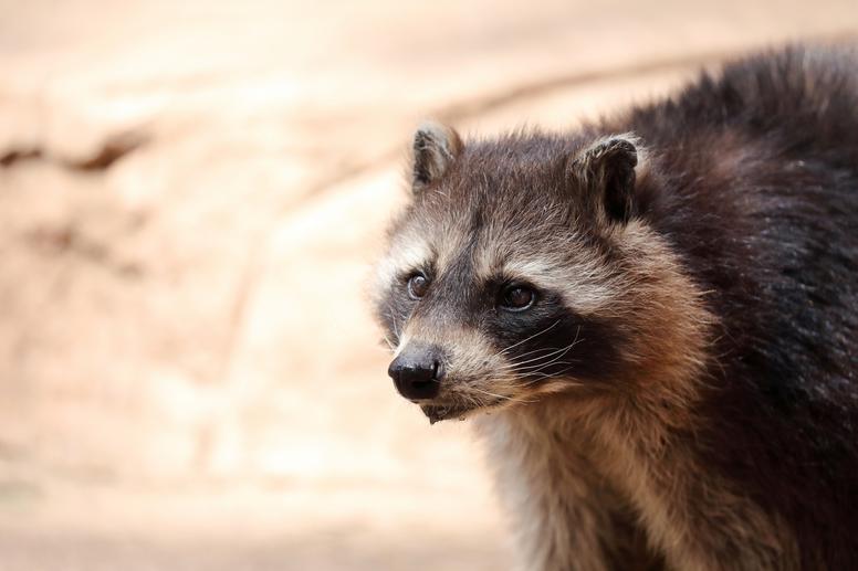 アライグマの駆除料金に影響すること