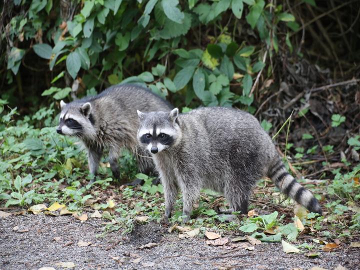 アライグマ駆除の費用相場は？料金を抑えるコツや業者の選び方を解説