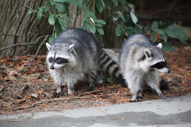 アライグマ駆除はなぜ業者に任せるべき？