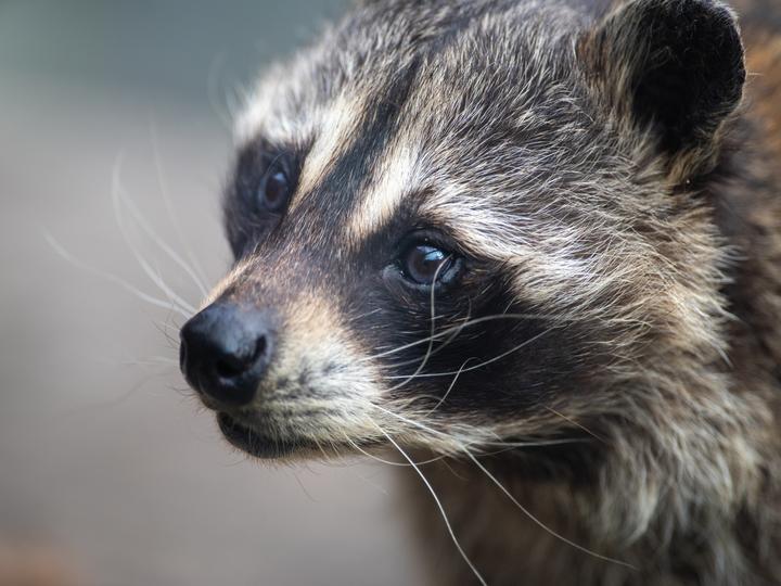 アライグマ駆除業者を選ぶポイントは？駆除業者に任せるべき理由や費用相場を解説！
