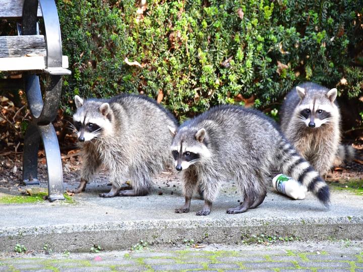 アライグマ捕獲は許可制?プロに依頼すべき理由や費用について解説します