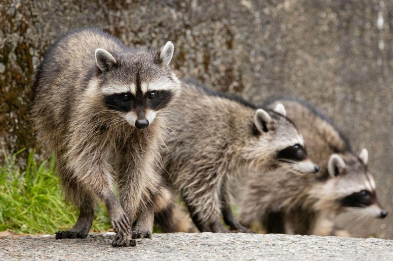住宅街にアライグマが増えている理由