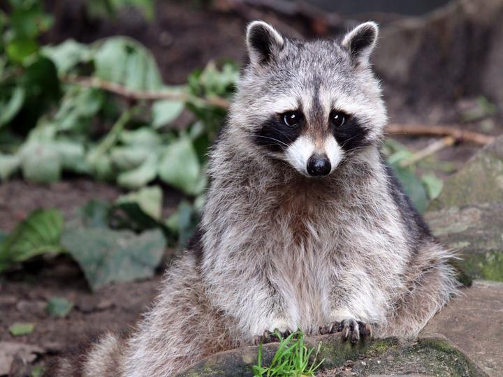 アライグマを見つけたら?知っておきたいことややってはいけないこととは